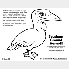Southern Ground-Hornbill Coloring Page
