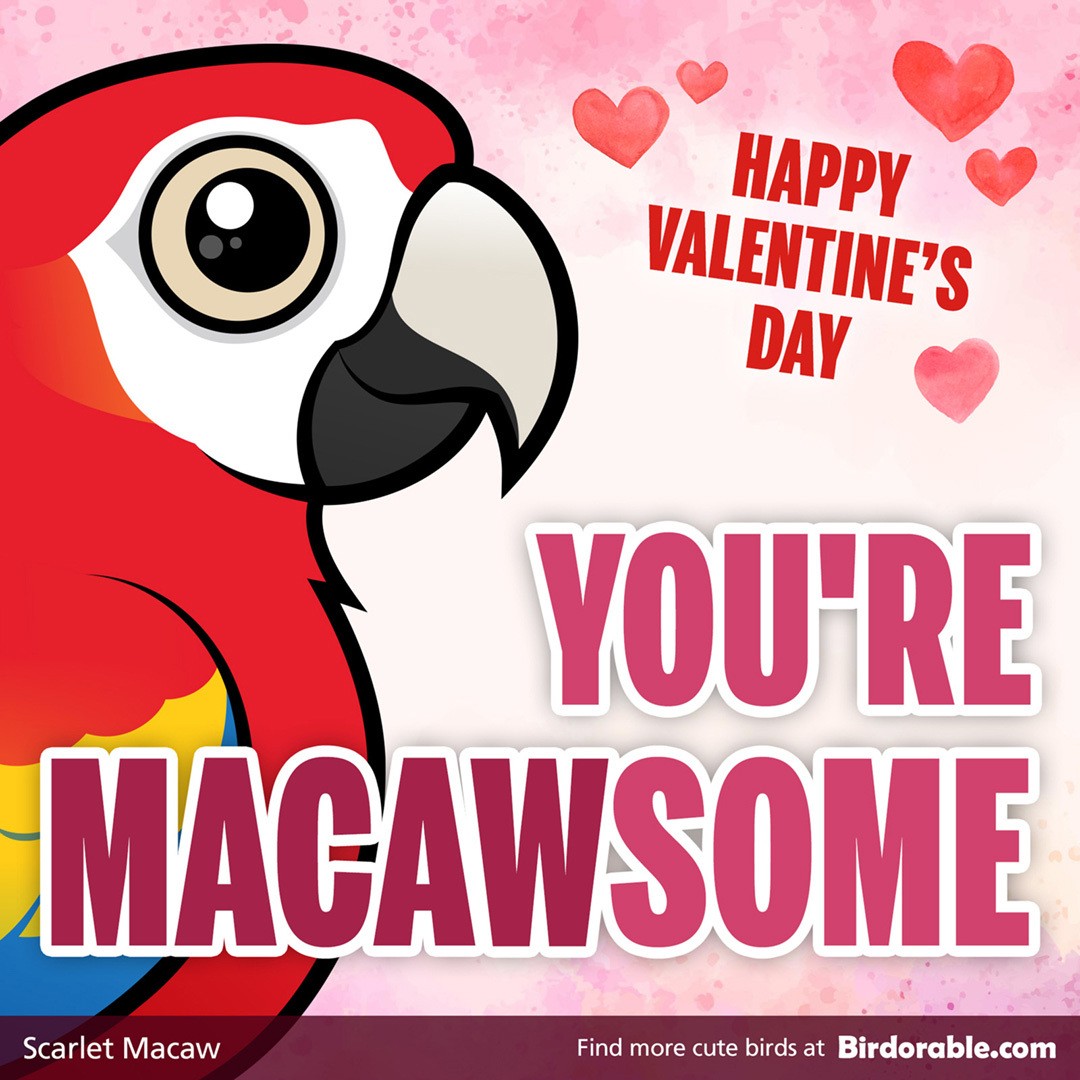 Valentine's Day "You're MACAWSOME" Shareable Graphic