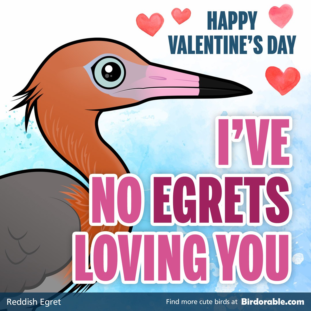 Valentine's Day Funny "No Egrets" Shareable Graphic