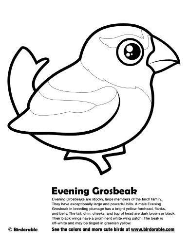 Evening Grosbeak Coloring Page