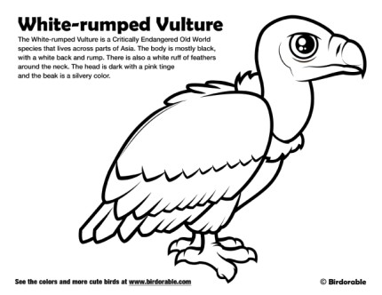 White-rumped Vulture Coloring Page