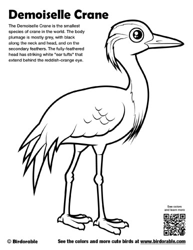 Demoiselle Crane Coloring Page