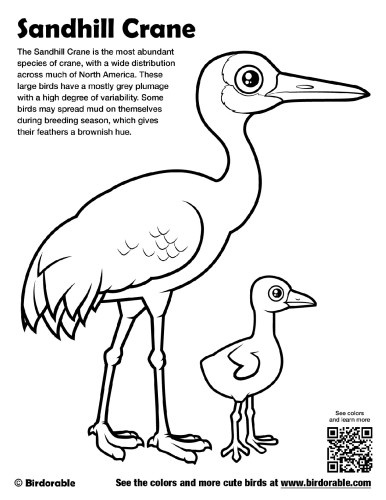 Sandhill Crane Coloring Page