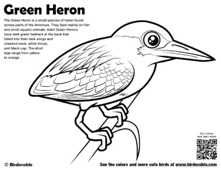 Green Heron Coloring Page