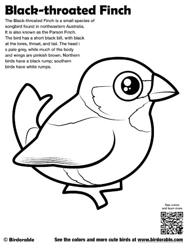 Black-throated Finch Coloring Page