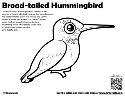 Broad-tailed Hummingbird Coloring Page