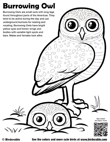 Burrowing Owl Coloring Page