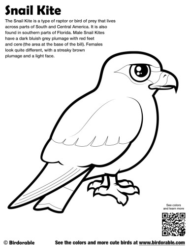 Snail Kite Coloring Page