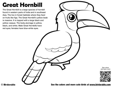 Great Hornbill Coloring Page