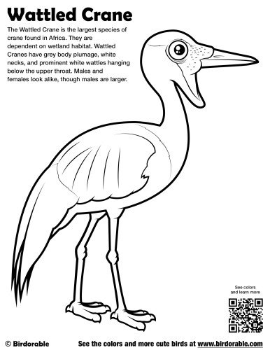 Wattled Crane Coloring Page