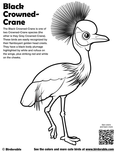 Black Crowned-Crane Coloring Page