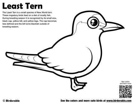 Least Tern Coloring Page