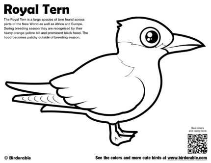 Royal Tern Coloring Page