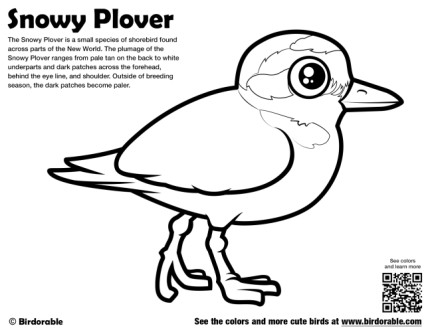 Snowy Plover Coloring Page