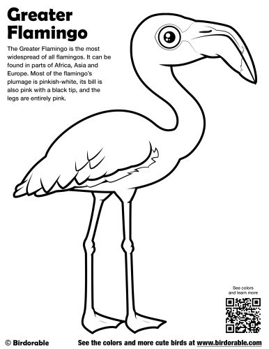 Greater Flamingo Coloring Page