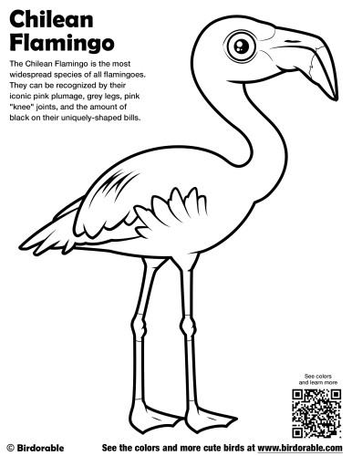 Chilean Flamingo Coloring Page
