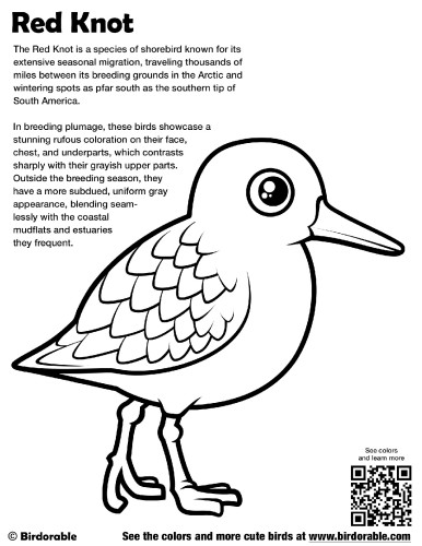 Red Knot Coloring Page