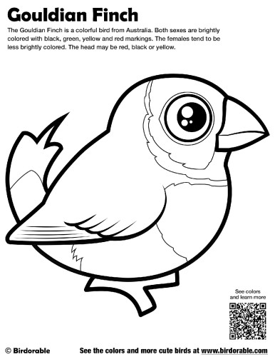 Gouldian Finch Coloring Page