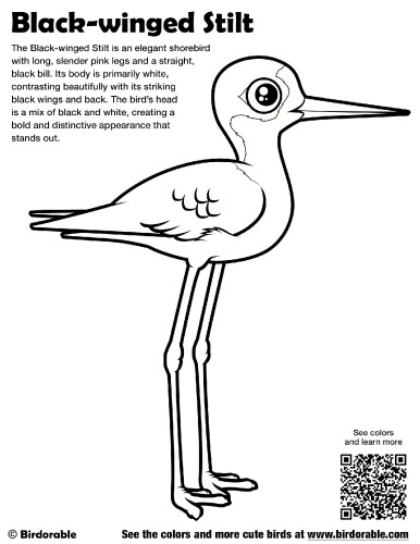 Black-winged Stilt Coloring Page
