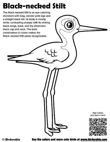 Black-necked Stilt Coloring Page