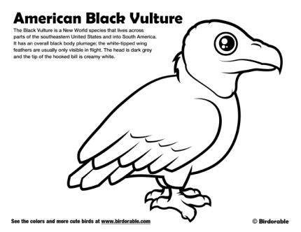 American Black Vulture Coloring Page