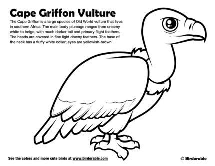 Cape Griffon Vulture Coloring Page