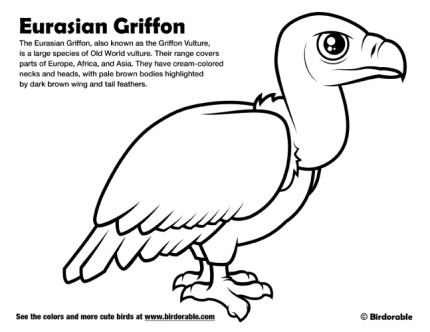 Eurasian Griffon Coloring Page