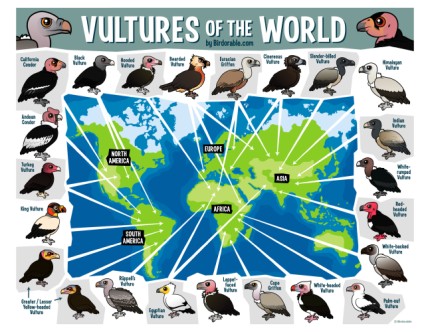 Vultures of the World Map