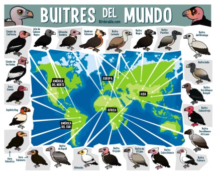 Buitres del Mundo
