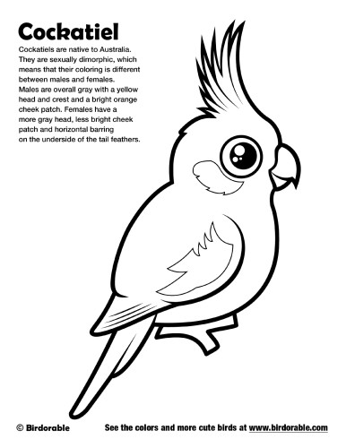 Cockatiel Coloring Page