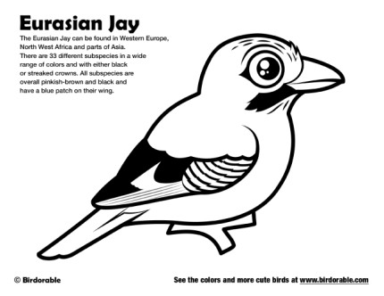Eurasian Jay Coloring Page