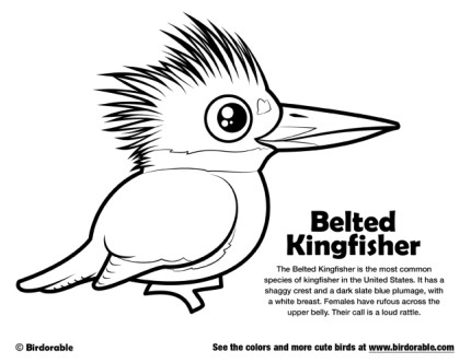 Belted Kingfisher Coloring Page by Birdorable