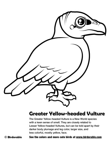 Greater Yellow-headed Vulture Coloring Page