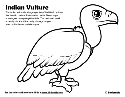 Indian Vulture Coloring Page