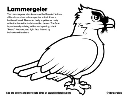 Lammergeier Coloring Page