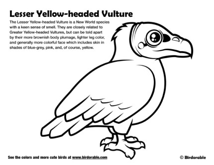 Lesser Yellow-headed Vulture Coloring Page