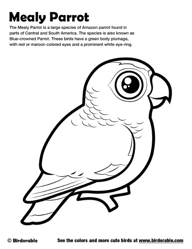 Mealy Parrot Coloring Page