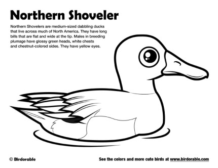 Northern Shoveler Coloring Page