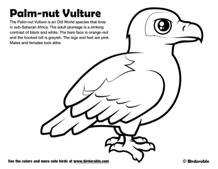 Palm-nut Vulture Coloring Page