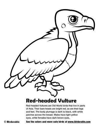 Red-headed Vulture Coloring Page