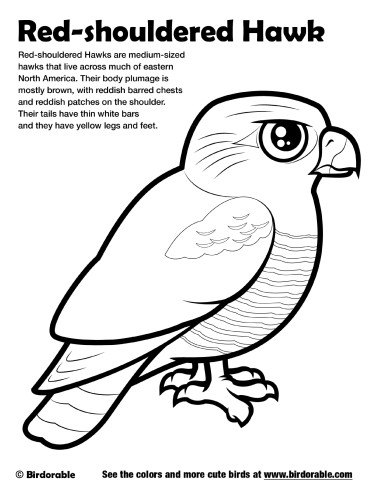 Red-shouldered Hawk Coloring Page