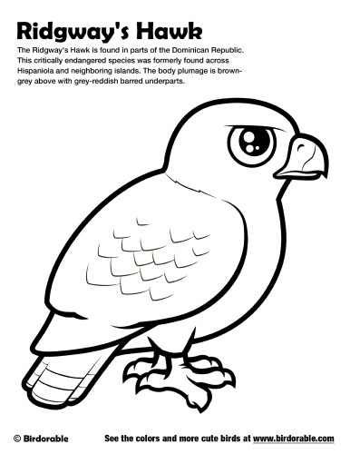 Ridgway's Hawk Coloring Page