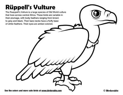 Rueppell's Vulture Coloring Page