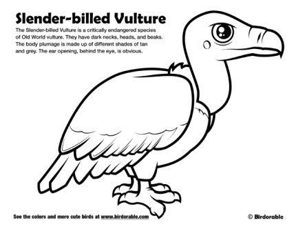 Slender-billed Vulture Coloring Page