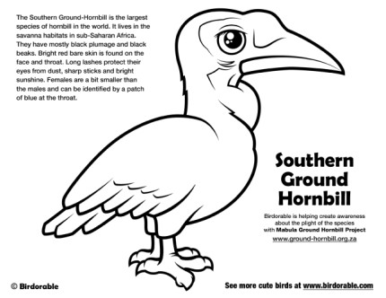 Southern Ground-Hornbill Coloring Page