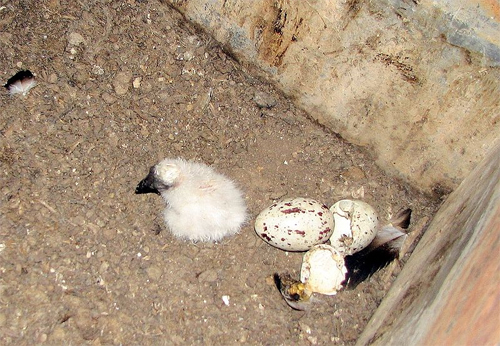 Baby Turkey Vulture