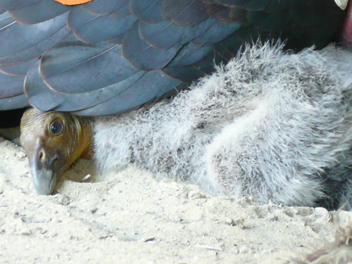 California Condor Chick