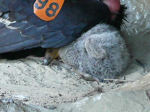 California Condor Chick