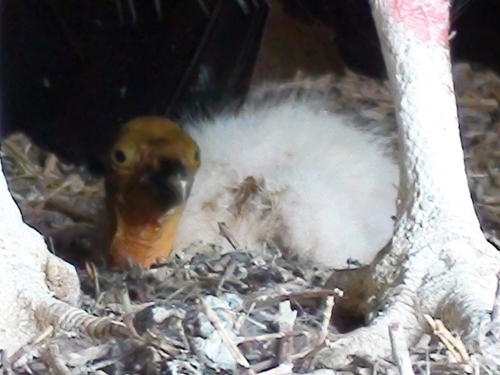 California Condor Chick