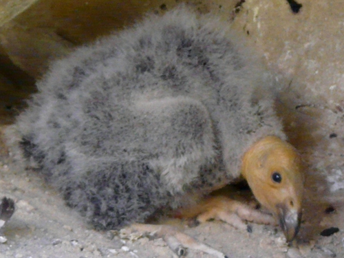 California Condor Chick